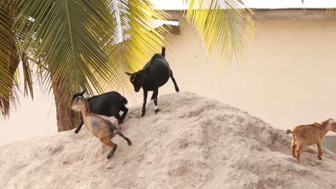 Four goats fighting on a hill. Two black goats, two brown goats Stock Footage 171706479