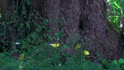 Four Goldfinches Stock Footage 313278285