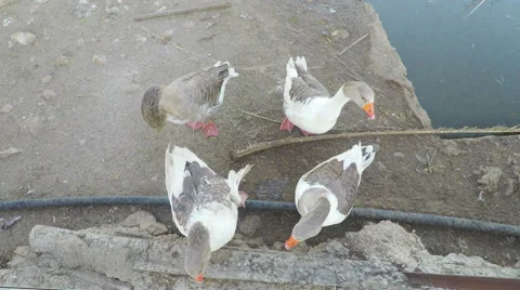 Four gray goose Stock Footage 61197512