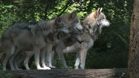 Four Gray Wolves in Pack 2 Stock Footage 52753603