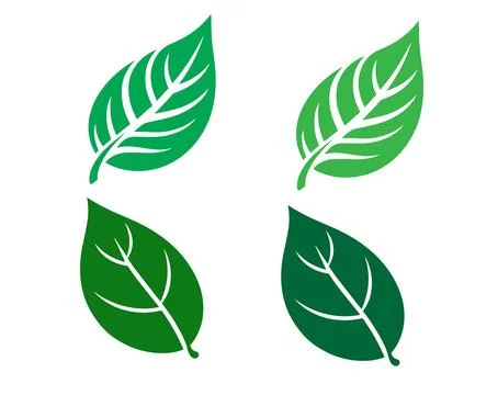 Four green leaves on a white background Vector, illustration Stock Illustration