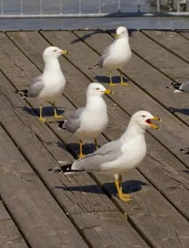 Four gulls different reaction Stock Photos