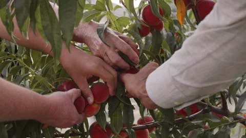 Four hands pick a ripe red peach. Harvesting a juicy and sweet harvest. Home Video stock 253802149