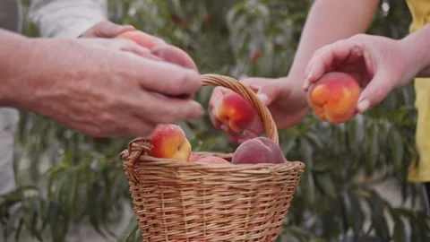 Four hands take a peach from a basket against a background of wood. Harvesting a Stock Footage 253801963