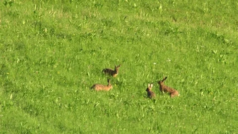 Four hares chasing each other on a summer meadow Stock Footage 311431887