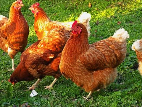 Four hens Stock Photos