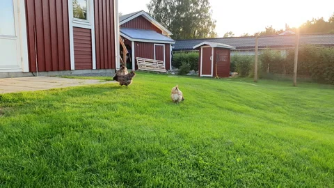 Four hens run and pecking green grass in a backyard Stock Footage 195046807