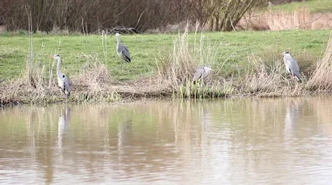 Four herons by a lake Stock Footage 41582325