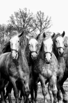 Four horses are in motion Stock Photos