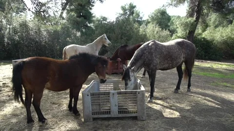 Four horses eating Stock Footage 140399991