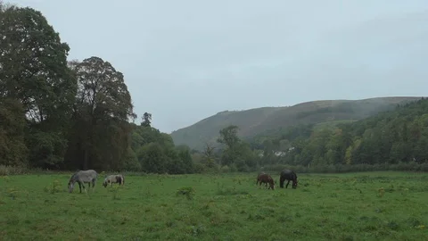 Four horses in a field Stock Footage 88341328