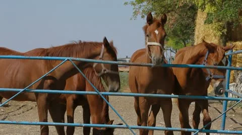 Four Horses 스톡 동영상 22289321