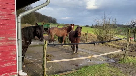 Four horses in front of a red painted wooden stable. Video stock 167792260