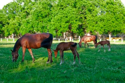 Four horses Stock Photos