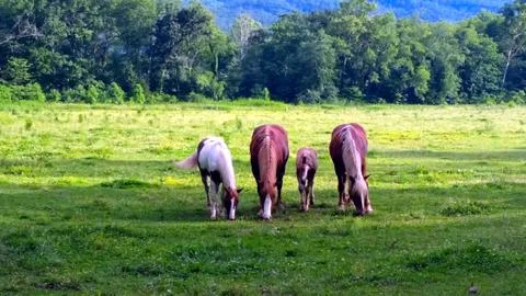 Four Horses Stock Photos