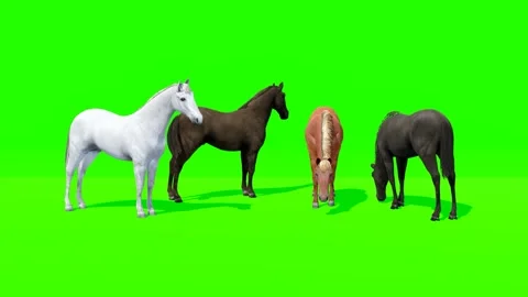 Four Horses Standing on Green Screen Stock Footage 320828036
