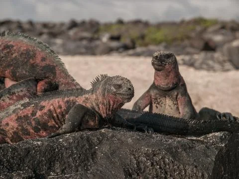 Four Iguanas Stock Photos