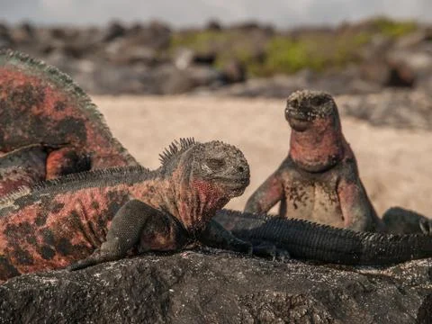 Four Iguanas Stock Photos
