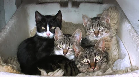 Four kitten in a basket Stock Footage 36677487