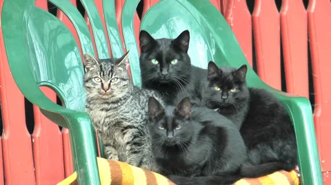 Four kitten in a chair Stock Footage 36677913