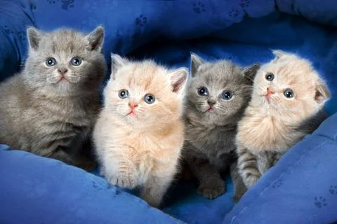 Four kitten Stock Photos