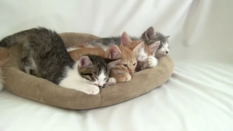Four Kittens Cuddling Together Video stock 332455271