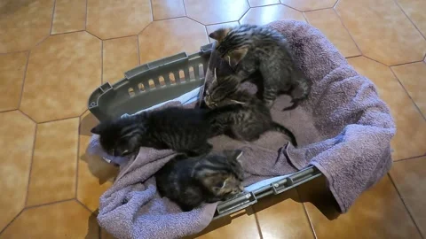 Four kittens Vídeo Stock 240661519