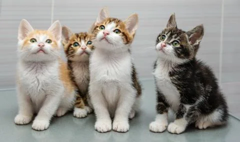 Four kittens Stock Photos