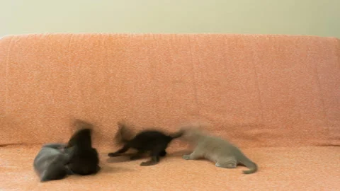 Four kittens playing on the couch Video stock 113150094