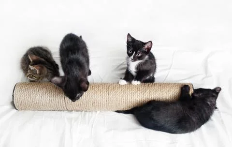 Four kittens, scratching post Stock Photos