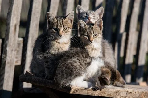 Four kittens sitting on the Board Stock Photos