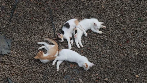 Four kittens sleeping outdoors Stock Footage 310664721