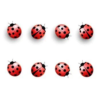 Four lady bugs with shadows and isolated on white Stock Illustration