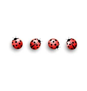 Four lady bugs with shadows on white Stock Illustration