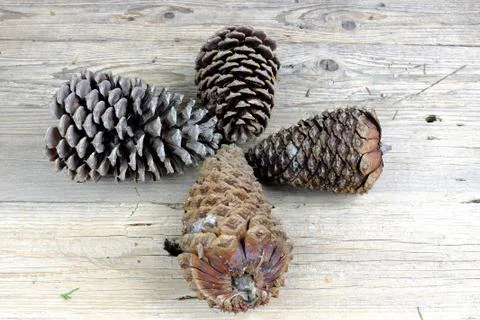 Four large pinecones folded into crosses on an old wooden table Stock Photos