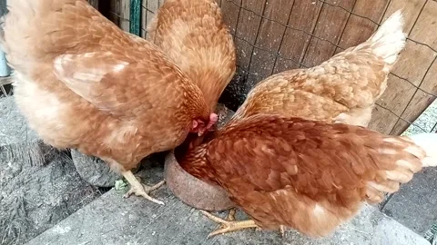 Four laying hens feed in the same feeder Vídeo Stock 266284181