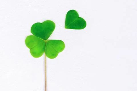 Four leaf clover to be on white, copy space Fotos Stock