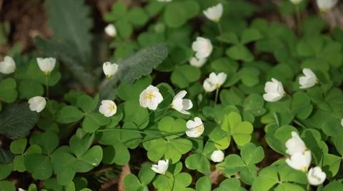 Four leaf clover blossom in spring, st patrick's day concept Stock Photos