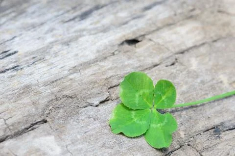Four-leaf clover bringing good luck on a rough wooden surface. Stock Photos