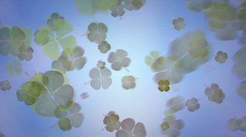 Four Leaf Clover 库存影片 33421033