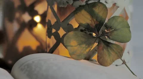 A four-leaf clover in front of a tealight Video stock 24669231