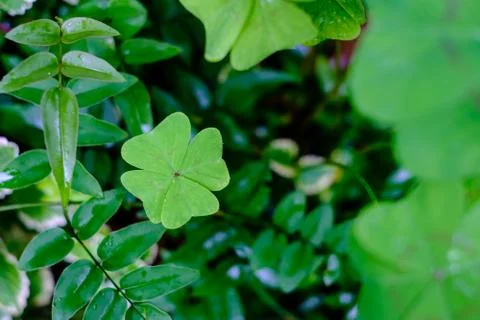 Four leaf clover in the garden surrounded by other leaves, blurred Stock Photos
