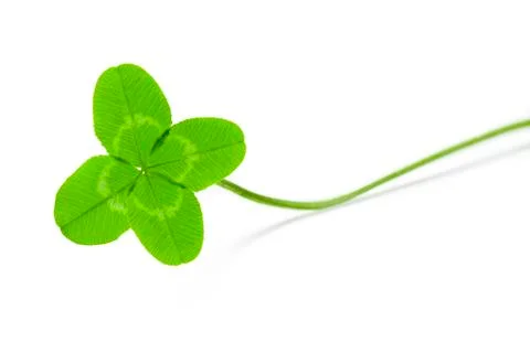 Four-leaf clover for good luck Stock Photos