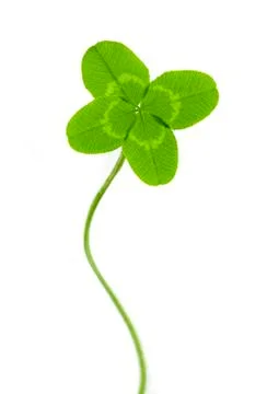 Four-leaf clover for good luck Stock Photos