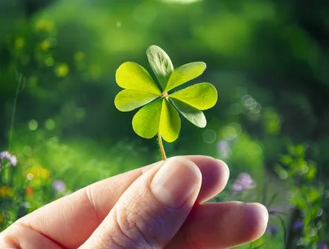Four Leaf Clover - Good Luck - Hands Hold Lucky Shamrock Stock Photos