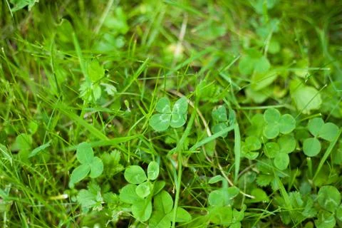 Four-leaf clover in the grass Stock Photos