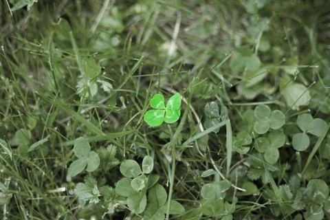 Four-leaf clover in the grass Stock Photos