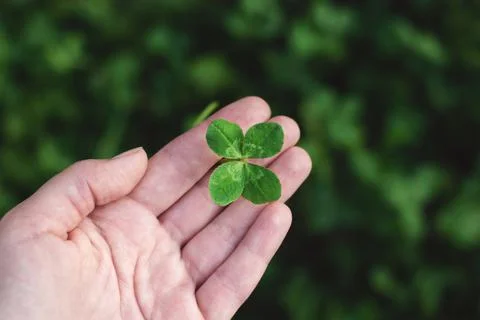 Four-leaf clover in hand Stock Photos
