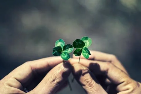 Four leaf clover in hands. concept of luck 스톡 사진