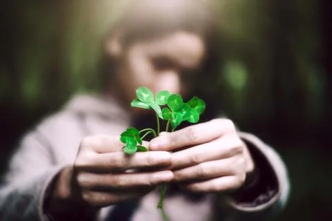 Four leaf clover in hands. Luck concept. Defocused background. 스톡 사진